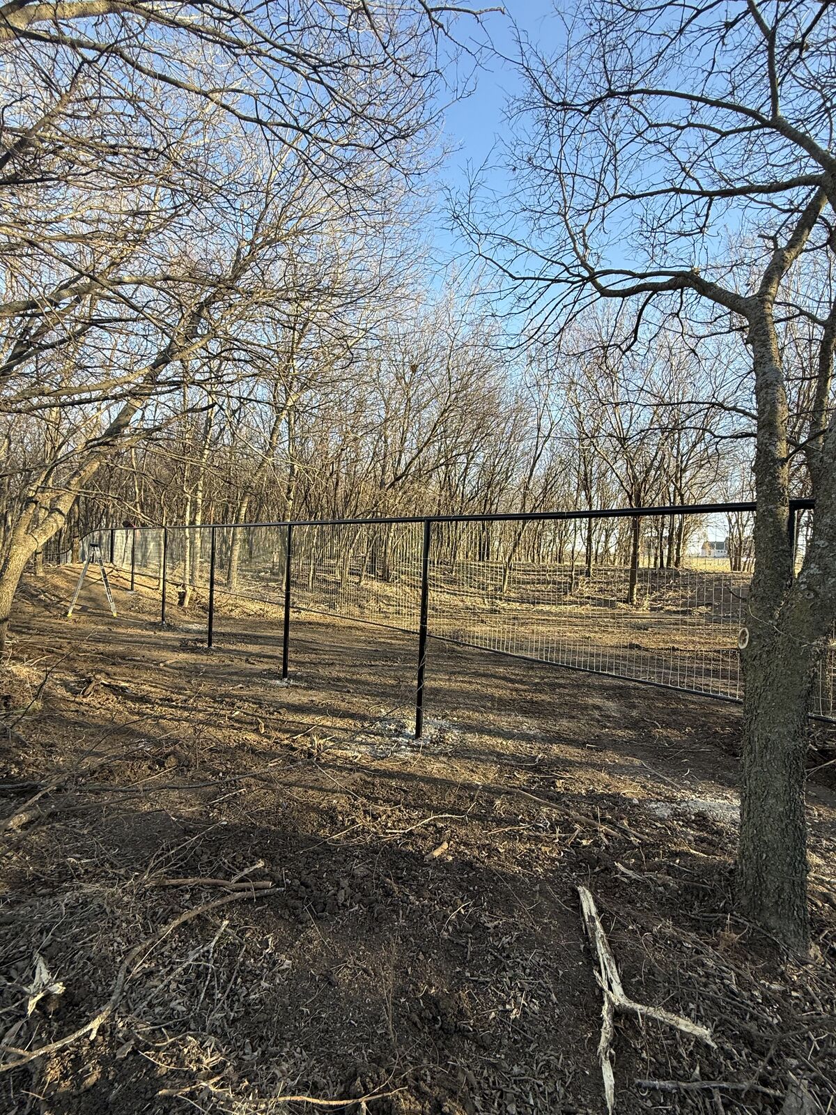 Treeline cleared of underbrush with a new fence line running through it