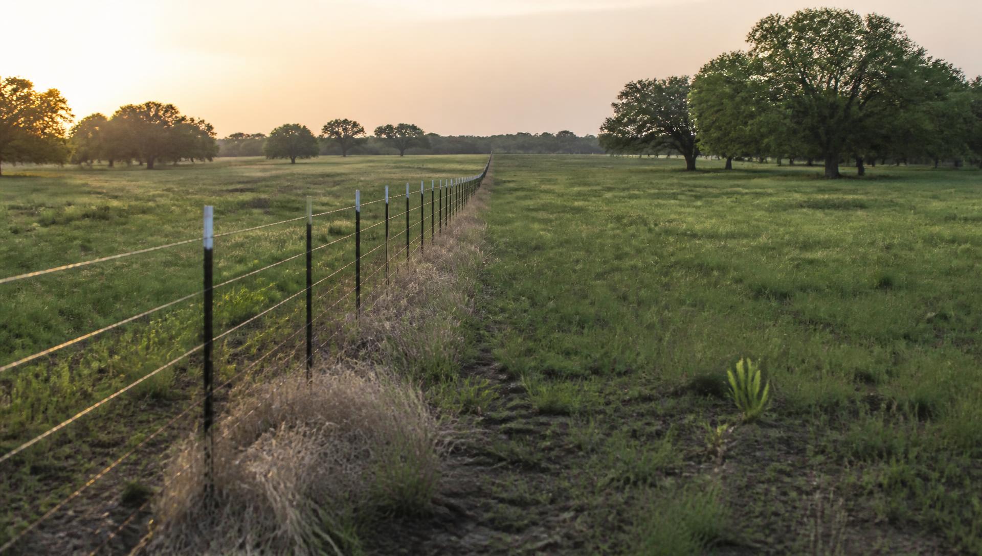 Green Texas pasture with mature oak trees and a new wire fence line at sunset